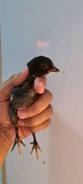 Chicks | Heera | Thai | Dragon | Shamoo | Shamo | Chick | Hera | Java 8