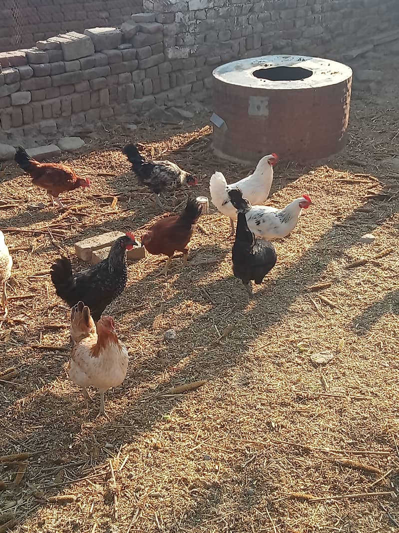 Desi hen for eggs in Jhelum Pakistan 11