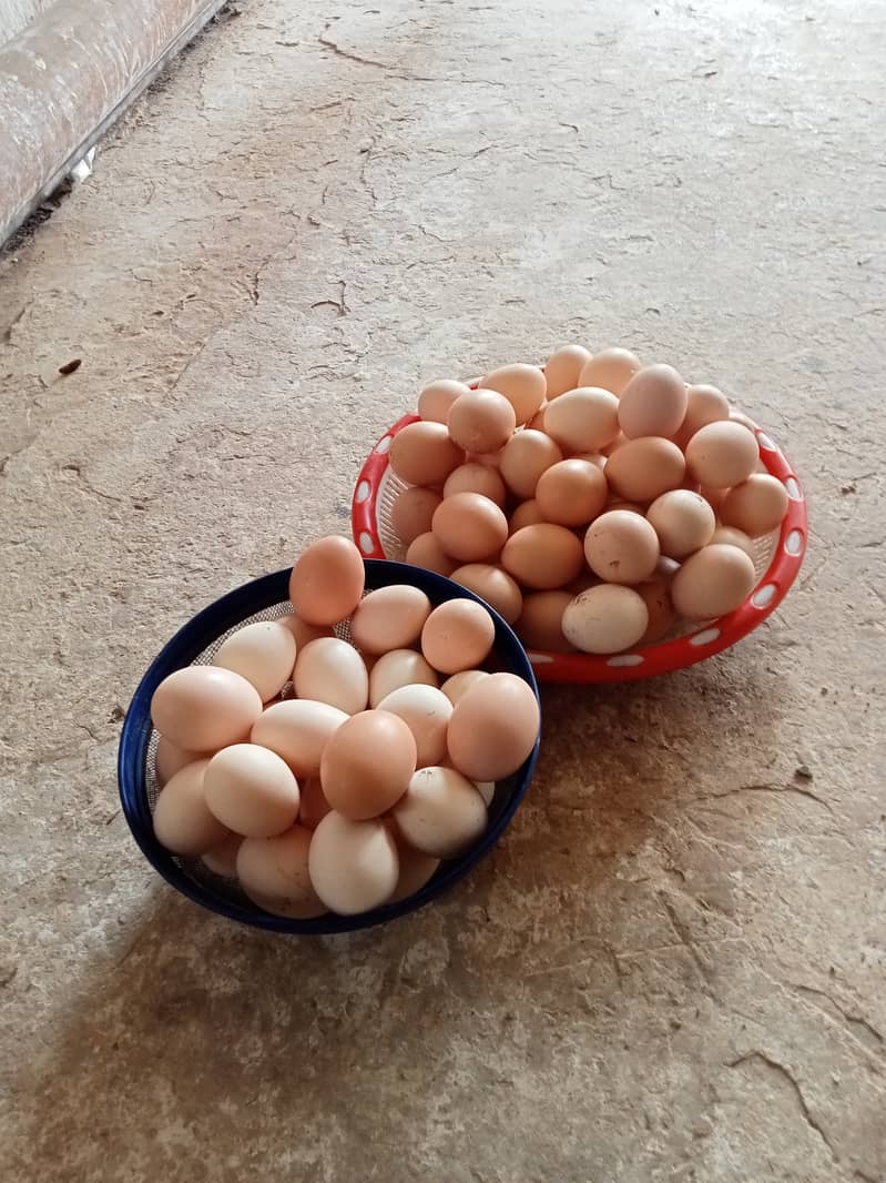 Desi hen for eggs in Jhelum Pakistan 12