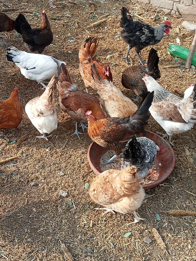 Desi hen for eggs in Jhelum Pakistan 13