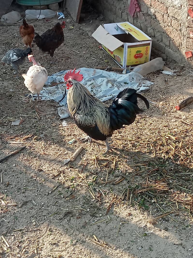 Desi hen for eggs in Jhelum Pakistan 14
