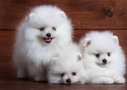 Pomeranian puppies 03134619990