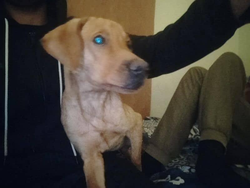 American Labrador looking for a new home. 5