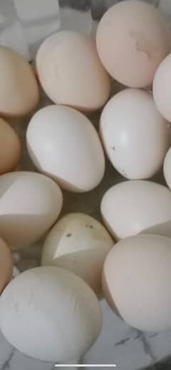 Aseel Eggs