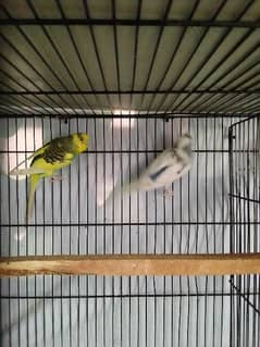 Australian breeder pair,cages for sale
