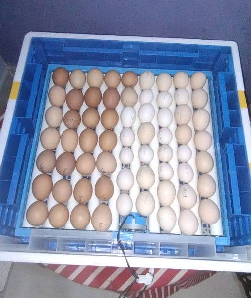 Fertile Eggs & Chicks Available 4