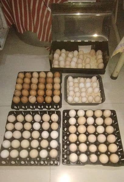 Fertile Eggs & Chicks Available 5
