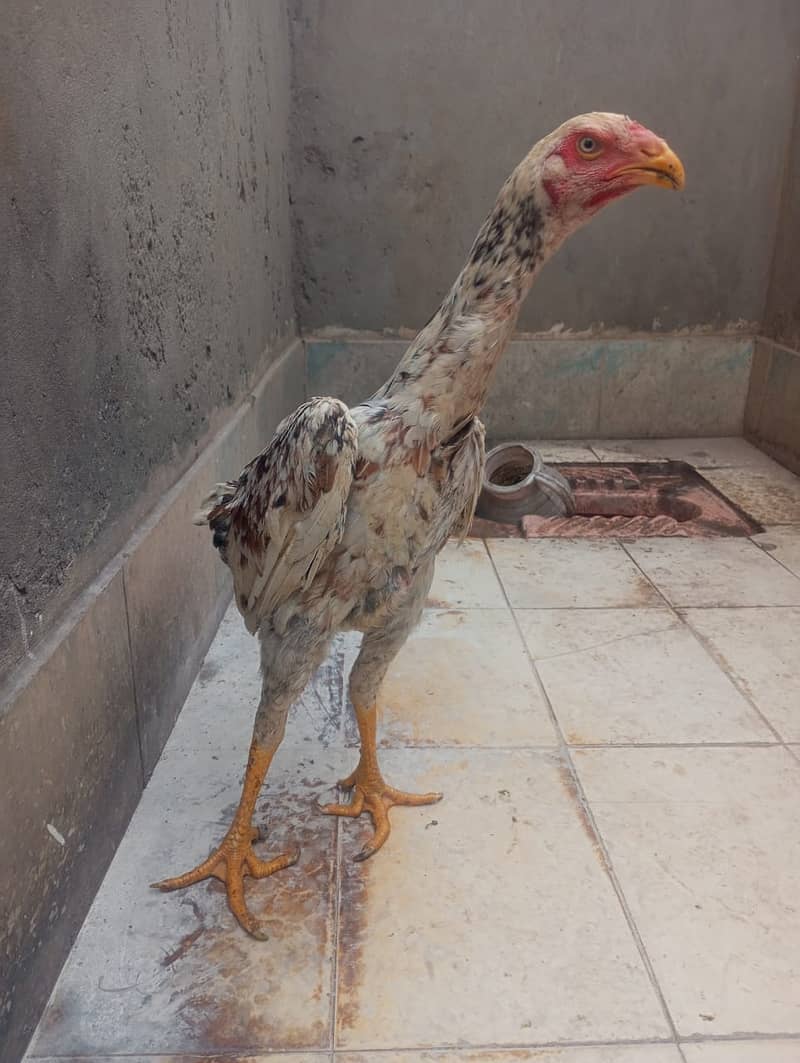 Shamoo Murgha / Aseel Shamoo / Murghi for  sale / hen for  sale 1