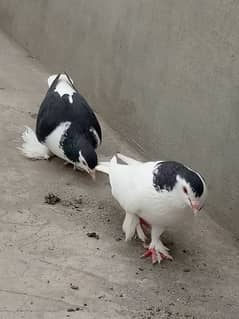 Sherazi Pigeon