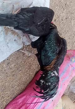 quality Aseel Pair for sale