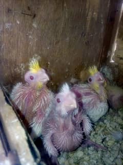 Cocktail Red Eyes Chicks For Sale