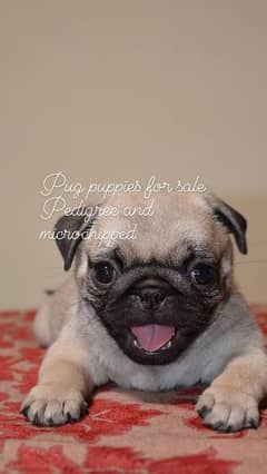 pug puppy / Pedigree pug puppy / Puppies for sale