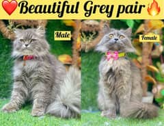persian beautiful grey pair