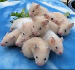 Baby hamster are available age 2 week