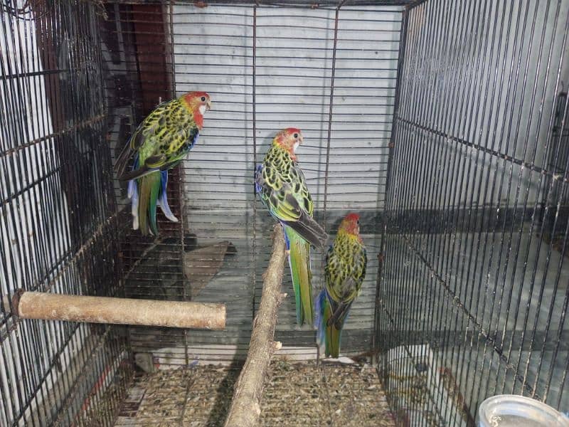 Rosella pair, Cockatiel breeder, Rosa Bourke's Parrot, burki pair 1