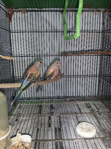 Rosella pair, Cockatiel breeder, Rosa Bourke's Parrot, burki pair 2
