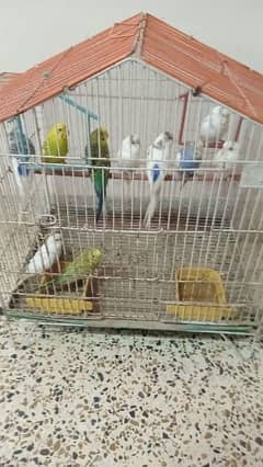 10 australian parrots 5(male)5(female) sale for parrots