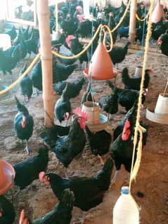 Australorp | Australorp Hens | Egg laying | Australorp pair | Hens |