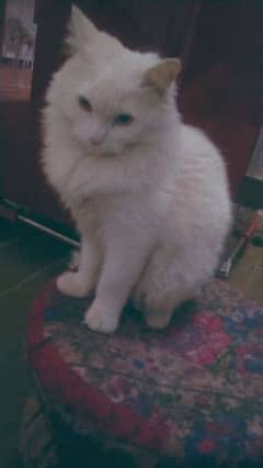Male Persian cat with odd eyes for sale 0