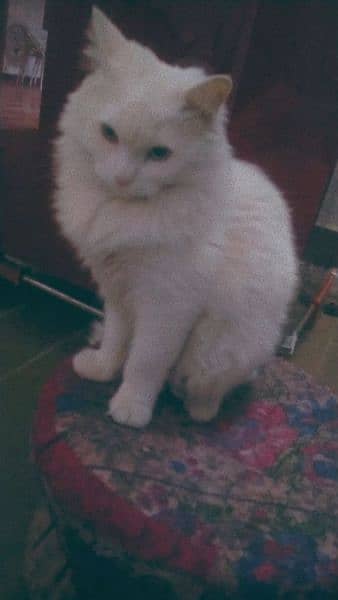 Male Persian cat with odd eyes for sale 6