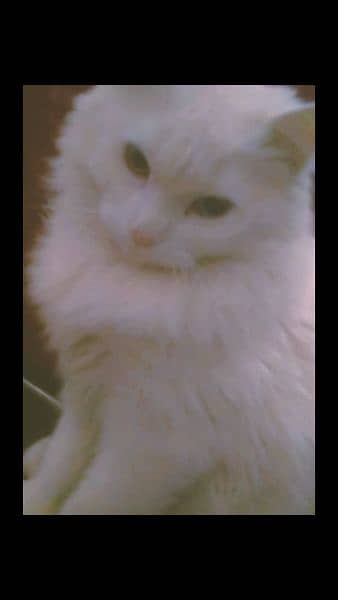Male Persian cat with odd eyes for sale 1