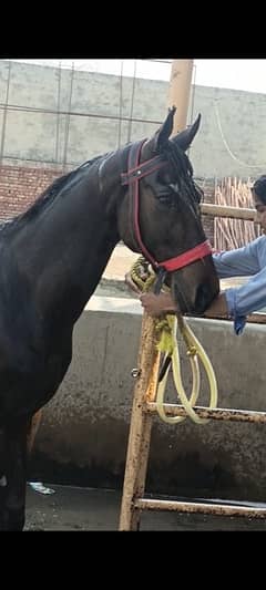 horse available for nezabazi