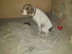 Pointer Dog For sell