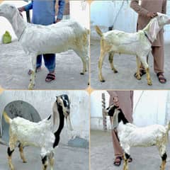 Rajanpuri Goat | Desi Bakri | Desi Bakra | Trio of Goats