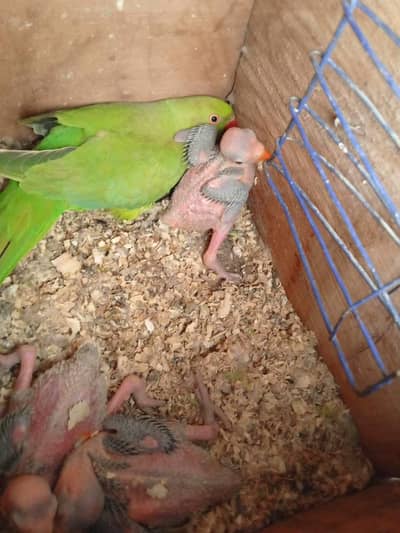 green chicks for sale