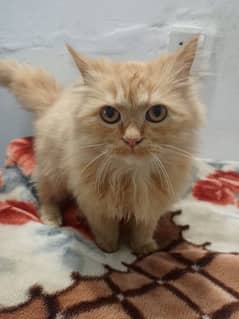 Ginger colour persian cat