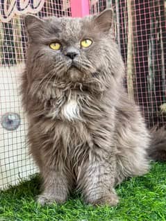 Persian male cat available for sale