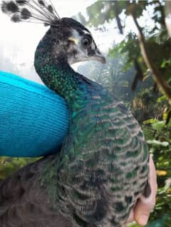 white peacock pair [Emerald Green] Peacock for urgent sale