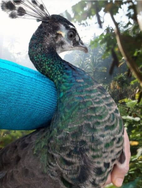 white peacock pair [Emerald Green] Peacock for urgent sale 0