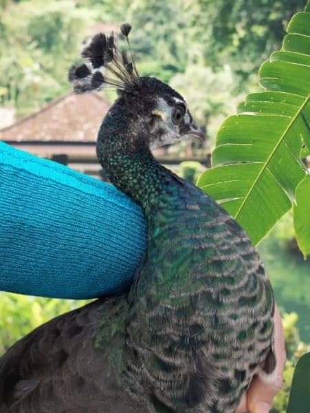 white peacock pair [Emerald Green] Peacock for urgent sale 1