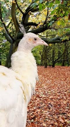 2 white peacock urgent sale