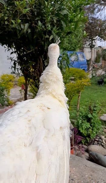 white peacock pair [Emerald Green] Peacock for urgent sale 4