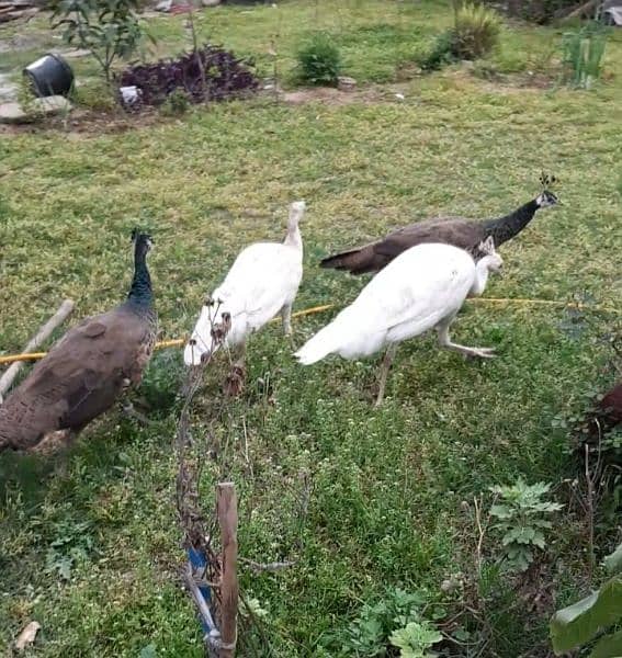 white peacock pair [Emerald Green] Peacock for urgent sale 8
