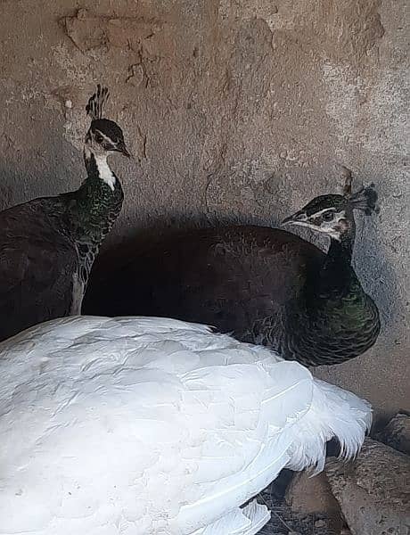 white peacock pair [Emerald Green] Peacock for urgent sale 9