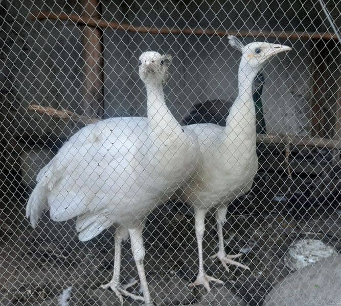 white peacock pair urgent sale 5