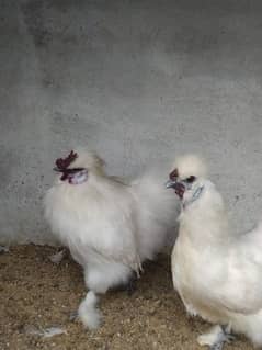 White Silkie Pair for sale 0