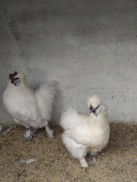 White Silkie Pair for sale 1