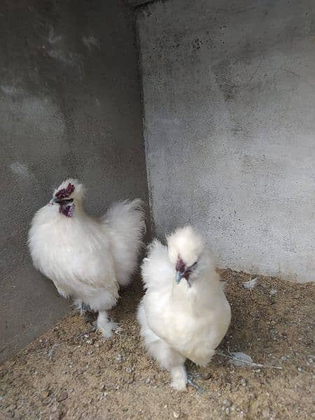 White Silkie Pair for sale 2