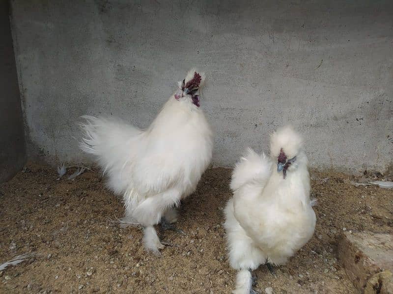 White Silkie Pair for sale 3