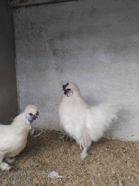 White Silkie Pair for sale 4