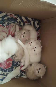 Triple coat Persian kittens for sale
