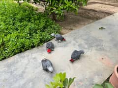 African Grey | Grey Parrot | Grey African | African grey chicks | grey