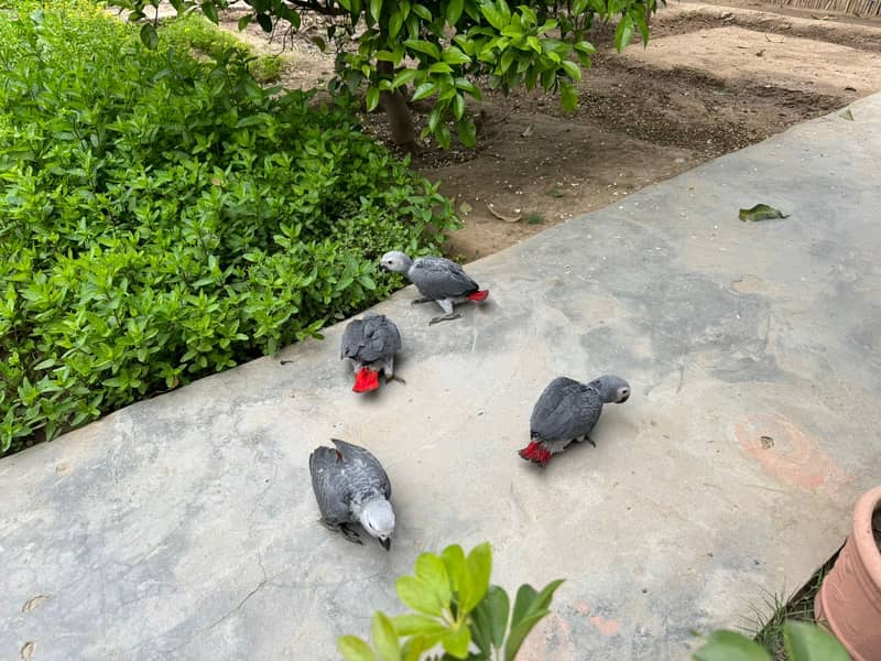 African Grey | Grey Parrot | Grey African | African grey chicks | grey 0