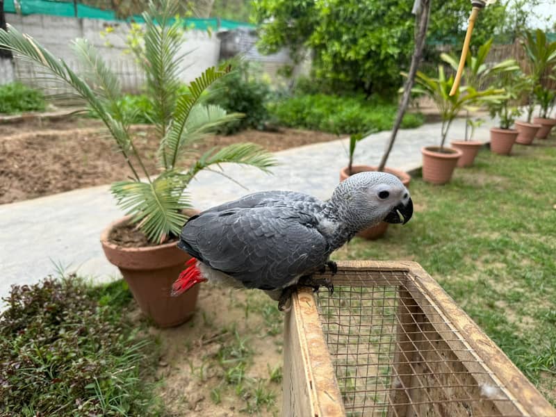 African Grey | Grey Parrot | Grey African | African grey chicks | grey 2