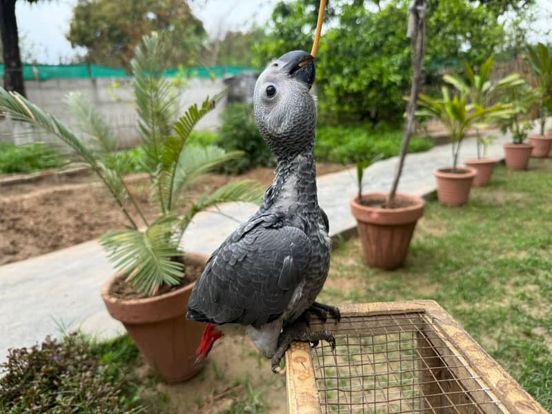African Grey | Grey Parrot | Grey African | African grey chicks | grey 7