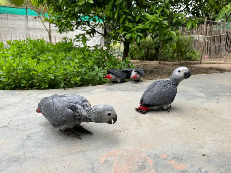 African Grey | Grey Parrot | Grey African | African grey chicks | grey 9